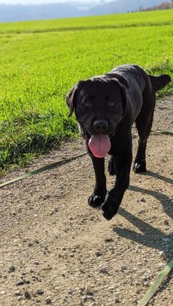 Deckrüde Hunter vom Husshof