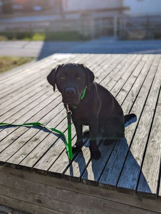 Deckrüde Hunter vom Husshof