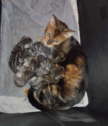 Wunderschöne Bengal Kitten abzugeben