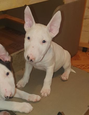 Bullihelden dürfen ausziehen! Reinrassige Miniatur Bullterrier Welpen € 2.250,- Festpreis
