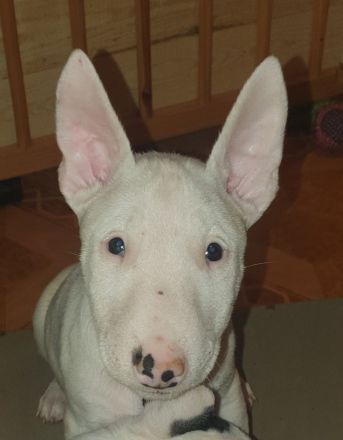 Bullihelden dürfen ausziehen! Reinrassige Miniatur Bullterrier Welpen € 2.250,- Festpreis