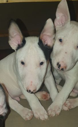 Bullihelden dürfen ausziehen! Reinrassige Miniatur Bullterrier Welpen € 2.250,- Festpreis