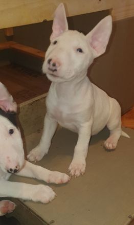 Bullihelden dürfen ausziehen! Reinrassige Miniatur Bullterrier Welpen € 2.250,- Festpreis