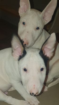 Bullihelden dürfen ausziehen! Reinrassige Miniatur Bullterrier Welpen € 2.250,- Festpreis