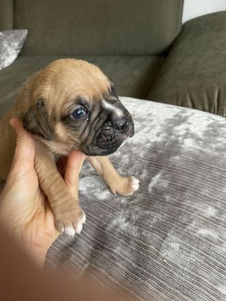 Deutsche Boxer Welpen
