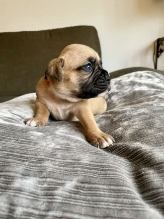 Deutsche Boxer Welpen