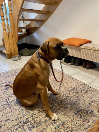 Deutsche Boxer Welpen