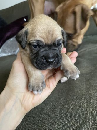 Deutsche Boxer Welpen