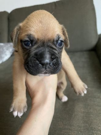 Deutsche Boxer Welpen