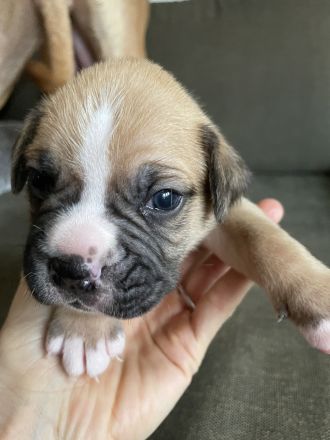 Deutsche Boxer Welpen
