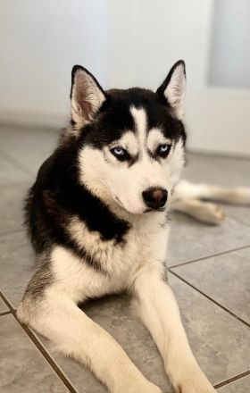 Siberian Husky