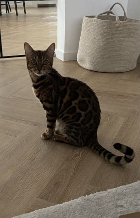 Bengal Kitte