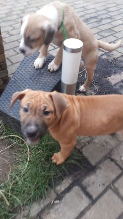 Staffordshire Bulli Mix