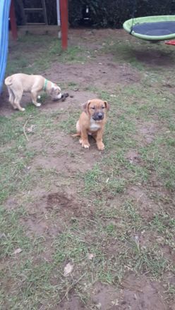 Staffordshire Bulli Mix