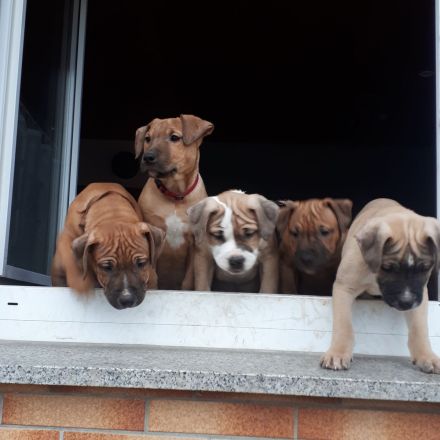 Staffordshire Bulli Mix