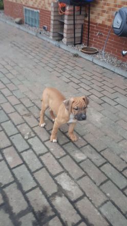 Staffordshire Bulli Mix