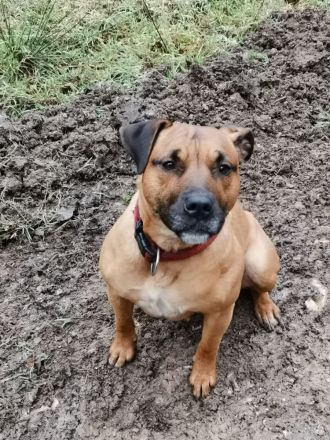 Staffordshire Bulli Mix