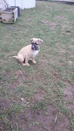 Staffordshire Bulli Mix