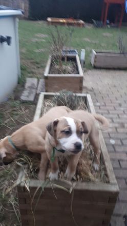 Staffordshire Bulli Mix