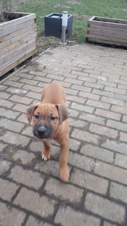 Staffordshire Bulli Mix