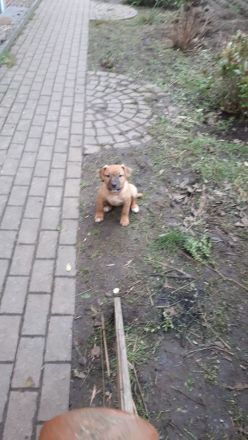 Staffordshire Bulli Mix