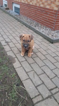 Staffordshire Bulli Mix