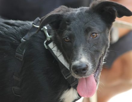 Karlie sucht sein Ticket ins Glück