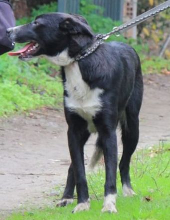 Karlie sucht sein Ticket ins Glück