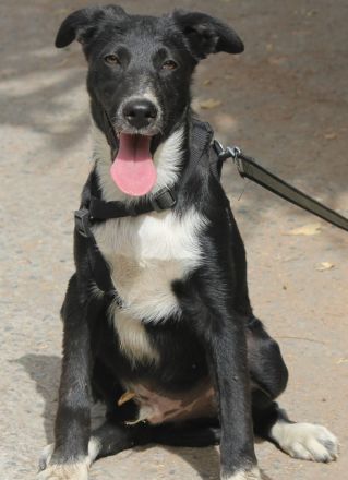 Karlie sucht sein Ticket ins Glück