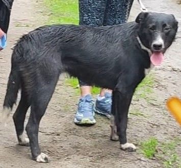 Karlie sucht sein Ticket ins Glück