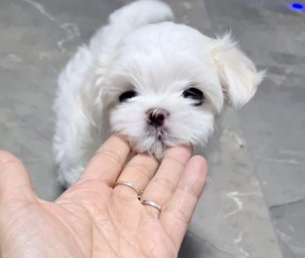 Bildschöne REINRASSIGE MINI MALTESER PÜPPCHEN