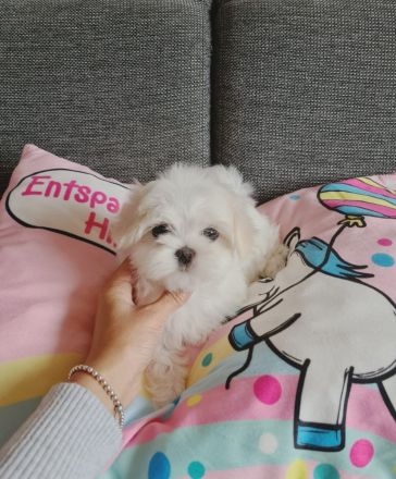 Bildschöne REINRASSIGE MINI MALTESER PÜPPCHEN