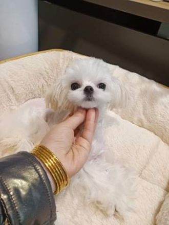 Bildschöne REINRASSIGE MINI MALTESER PÜPPCHEN
