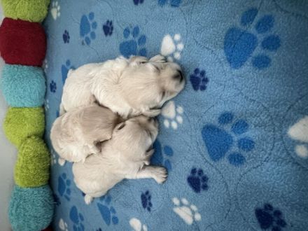 Schöne Maltipoo-Welpen F1