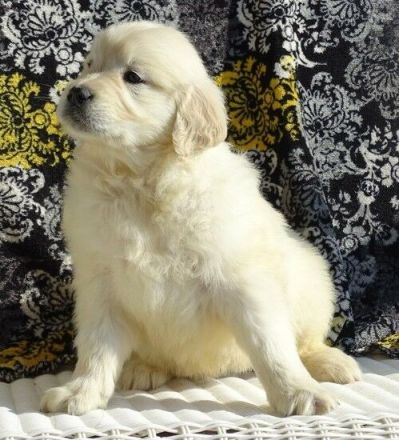 Wunderschöner reinrassiger Junge und Mädchen