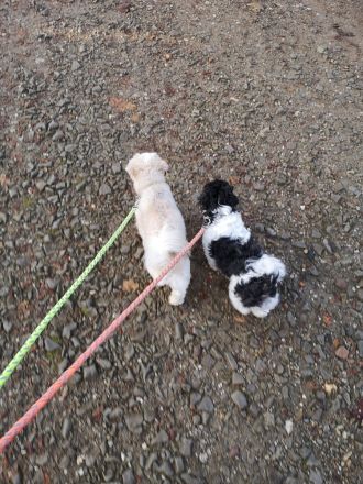 Zwei Mädels (je 4kg)