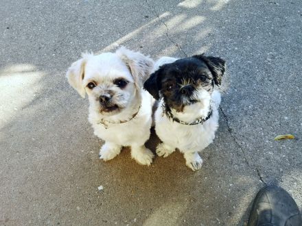 Zwei Mädels (je 4kg)