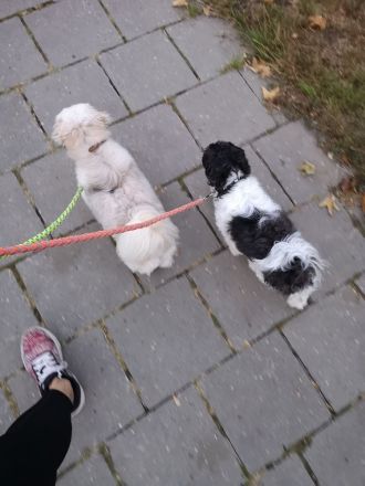 Zwei Mädels (je 4kg)