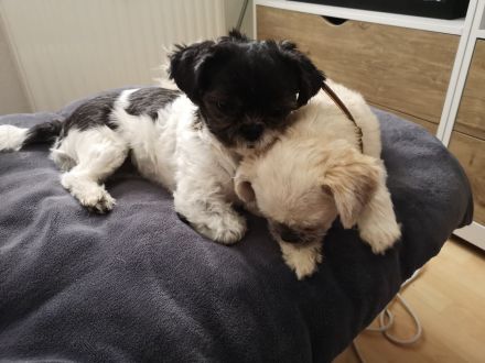 Zwei Mädels (je 4kg)