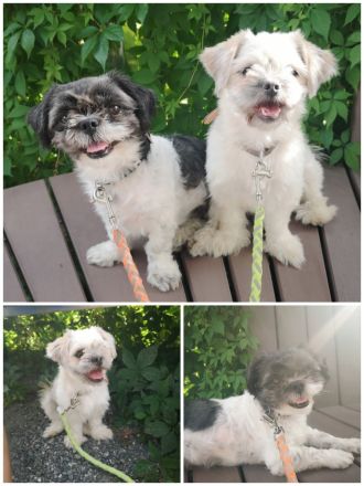 Zwei Mädels (je 4kg)