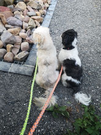 Zwei Mädels (je 4kg)