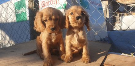 Cocker Spaniel Welpe
