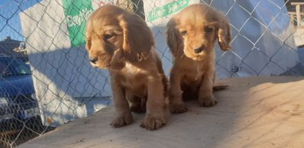 Cocker Spaniel Welpe