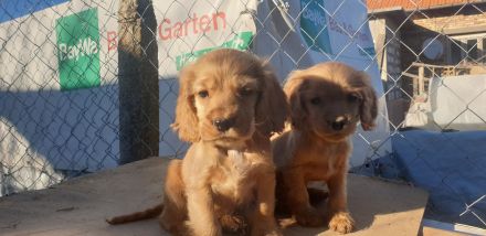 Cocker Spaniel Welpe