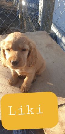 Cocker Spaniel Welpe