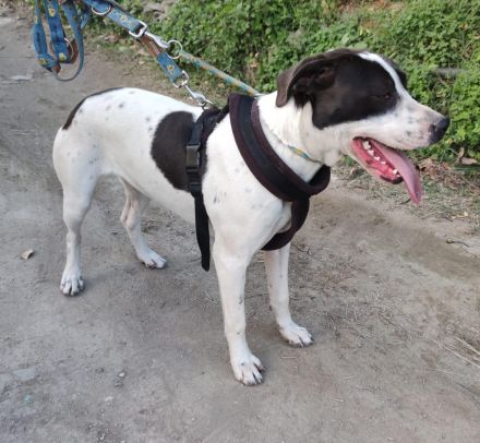 Ronda sucht ihren Platz