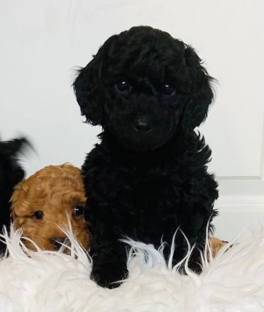 Zwergpudel Welpen mit DPK ev/VDH/FCI Ahnentafel