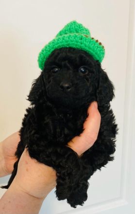 Zwergpudel Welpen mit DPK ev/VDH/FCI Ahnentafel