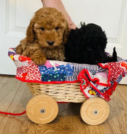 Zwergpudel Welpen mit DPK ev/VDH/FCI Ahnentafel