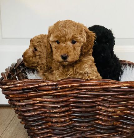 Zwergpudel Welpen mit DPK ev/VDH/FCI Ahnentafel